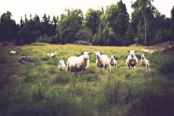 Nature Photoshop Actions