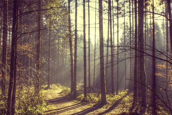 Nature Photoshop Actions Set