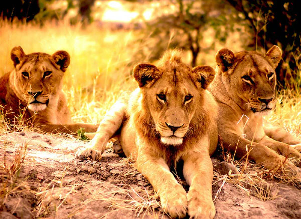 Printable Nature Photoshop Actions