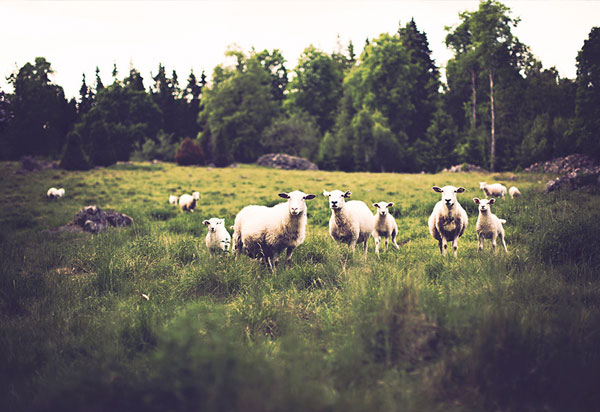 Sample Nature Photoshop Actions Set