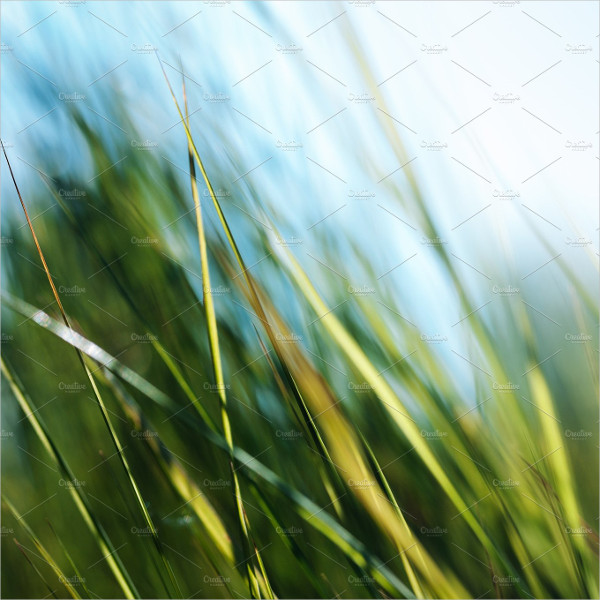 Green Grass Background With Selective Focus