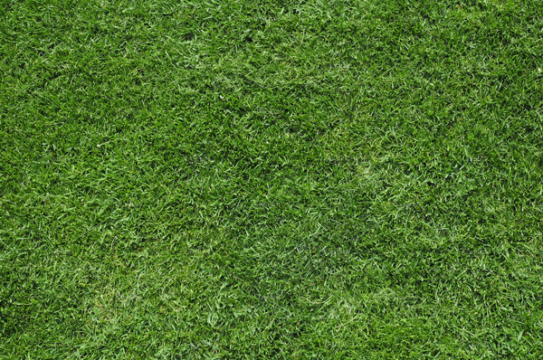 Green Grass Meadow Texture Pattern